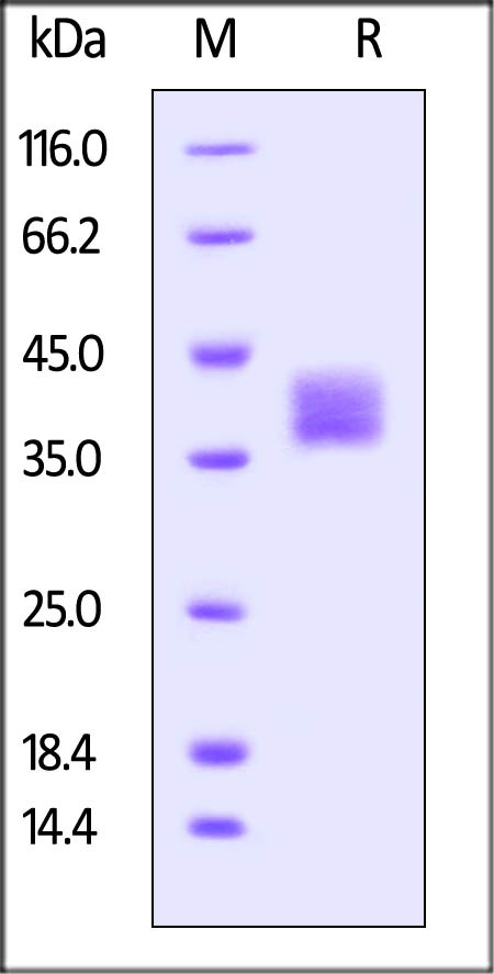 Biotinylated Mouse FOLR1, His Tag on SDS-PAGE under reducing (R) condition. The gel was stained overnight with Coomassie Blue. The purity of the protein is greater than 95%.